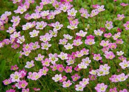 Saxifraga arendsii Rose / Kőtörőfű rózsaszín